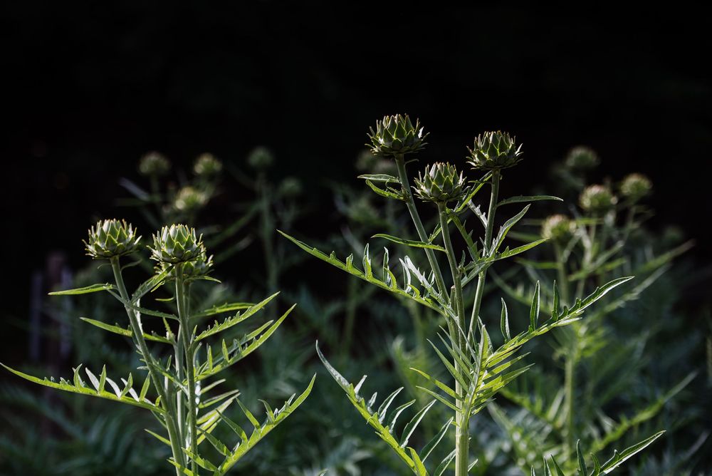 Delicate fern-like plants with budding flowers silhouetted against a dark background.