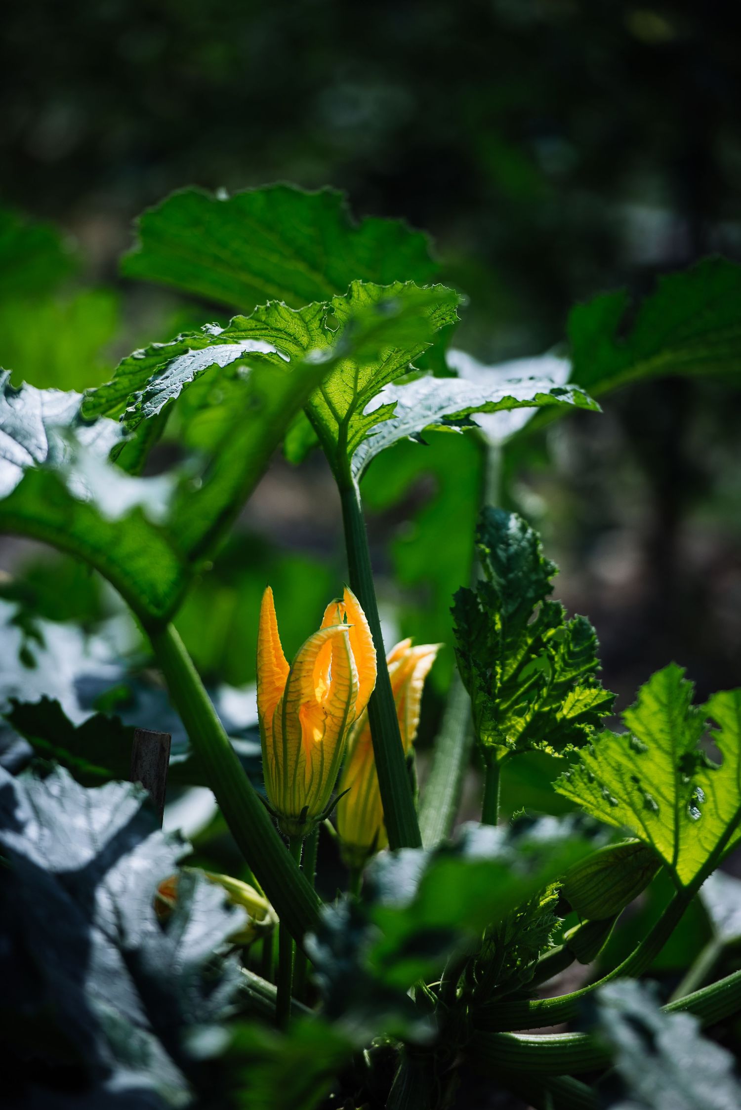 Yellow squash blossom emerges from large green leaves in a garden setting.