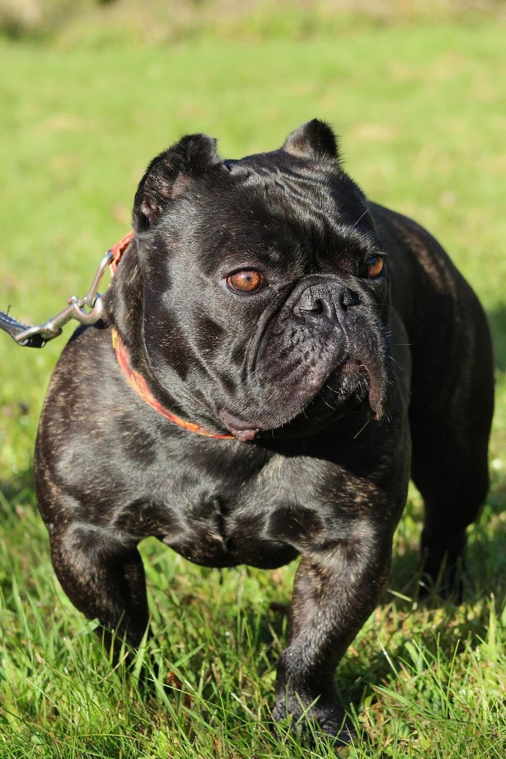Shorty bull portrait