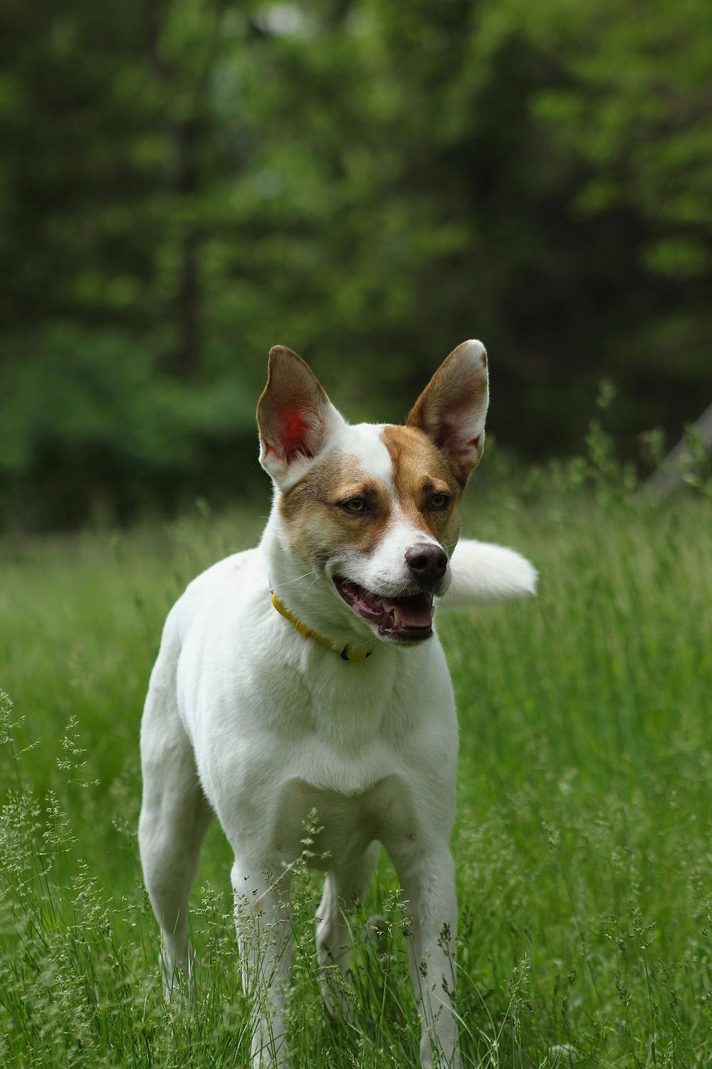 Pet portraits