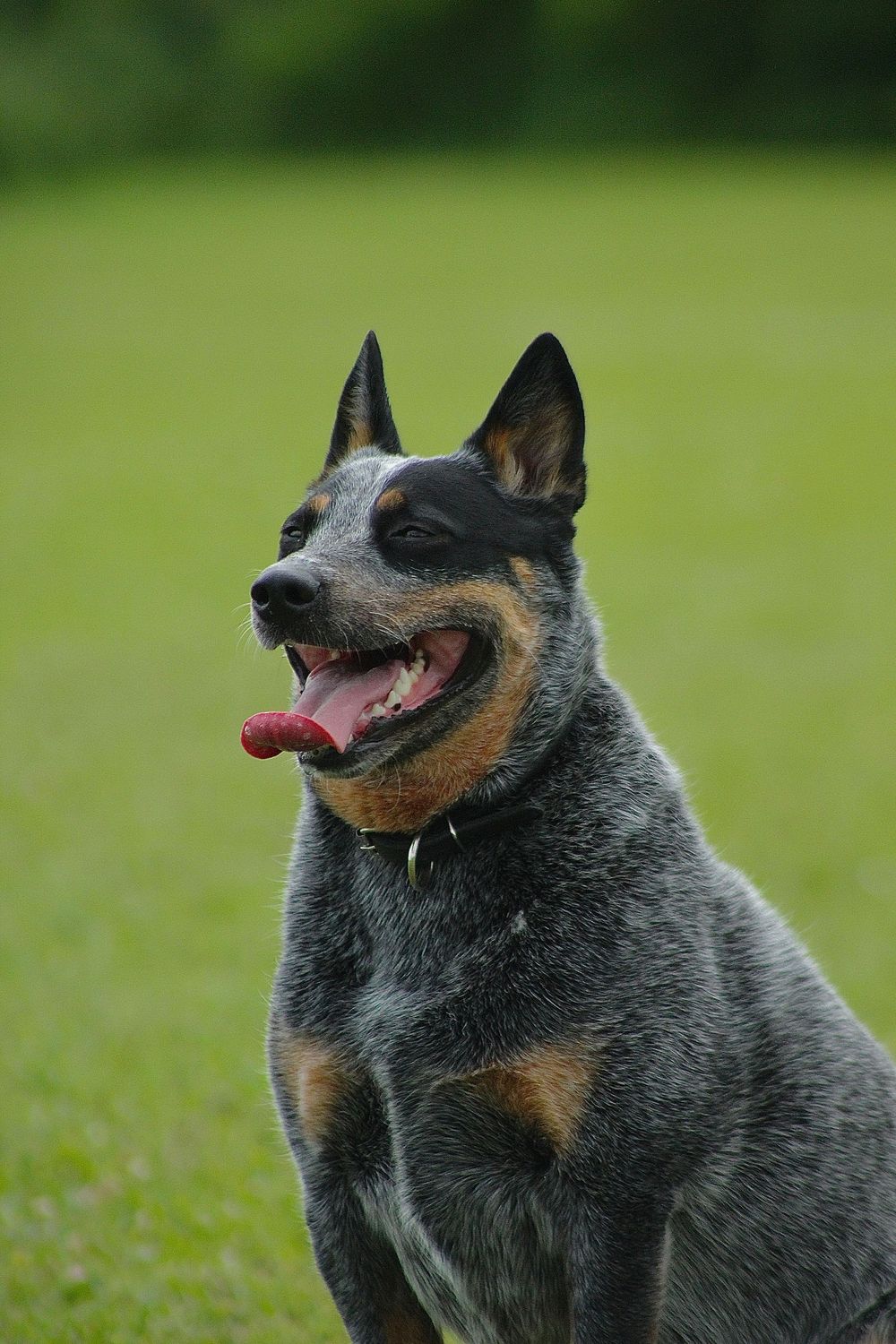 Australian Cattle dog