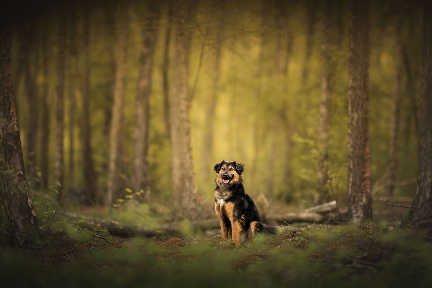 A Weimaraner dog stands alert in a misty forest setting with golden autumn light filtering through the trees behind it.