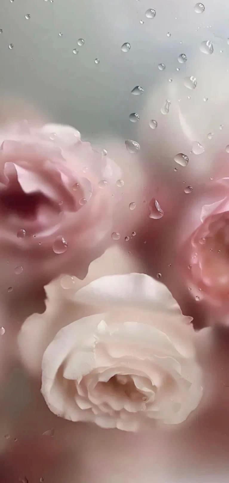 Delicate pink roses with water droplets in soft focus creating a dreamy romantic atmosphere.