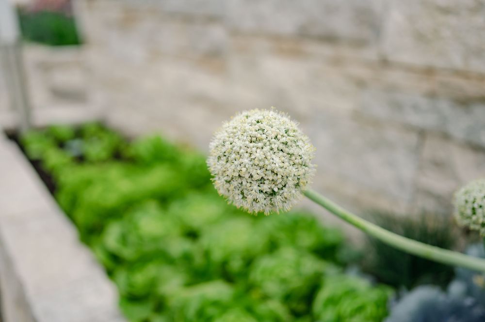 Weiß blühende Pflanzen mit zarten Blüten vor einem steinernen Hintergrund.