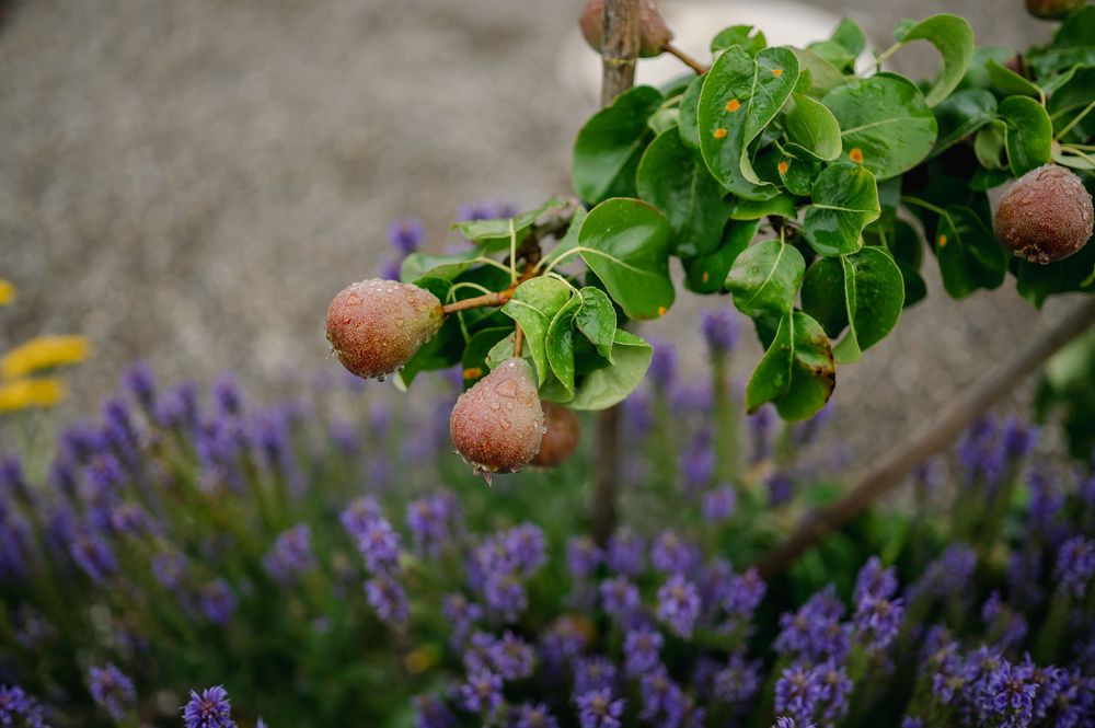 Lila Lavendelblüten blühen zwischen üppigem grünem Laub mit Äpfeln.