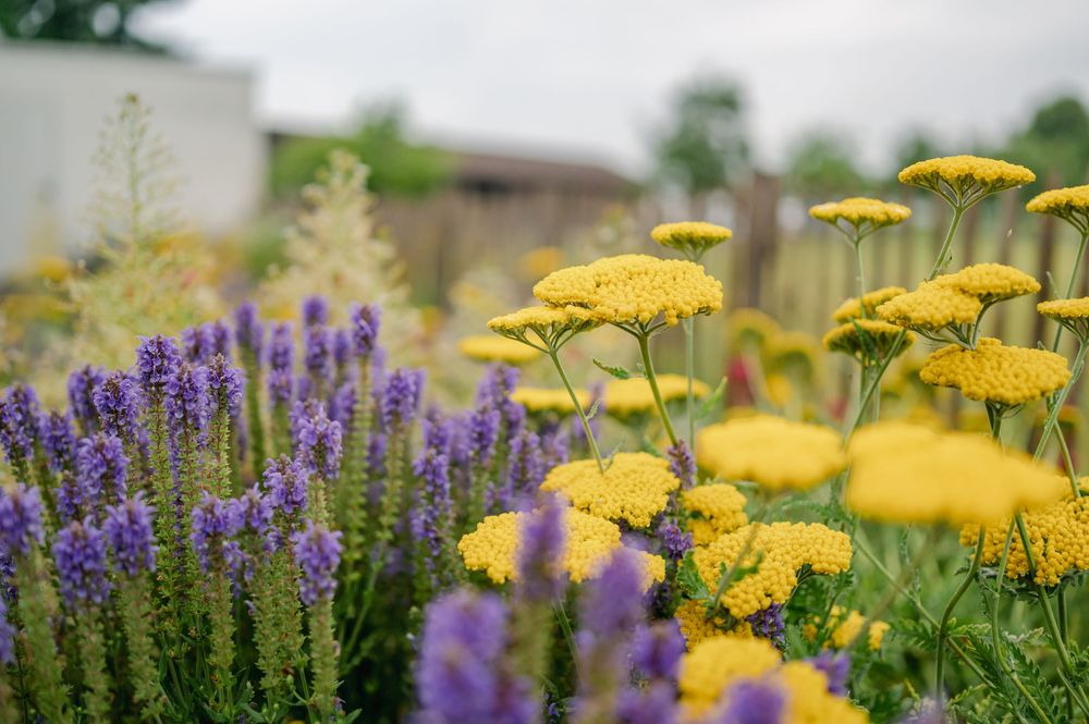 Gelbe Schafgarbenblüten und violette Salbeiblüten blühen gemeinsam in einem farbenfrohen Sommergartenbeet.