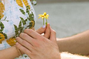 Someone gently plucks yellow petals from a delicate daisy flower in a soft light.