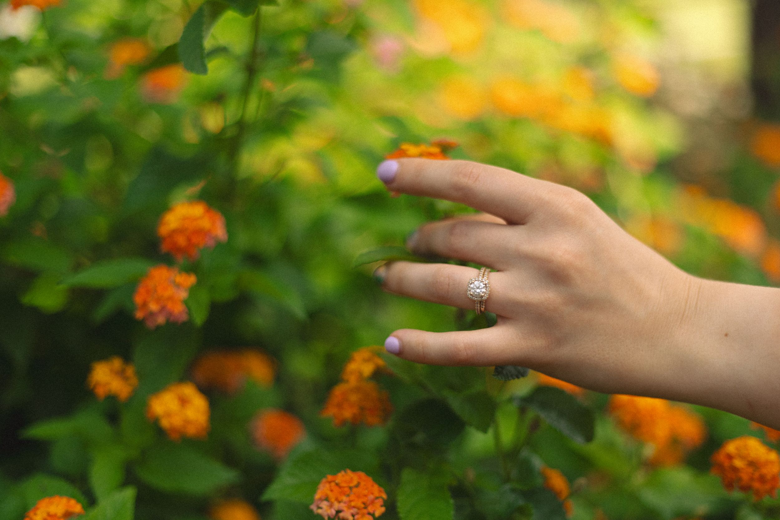 A hand wearing a ring reaches out to touch vibrant orange lantana flowers blooming among green foliage.