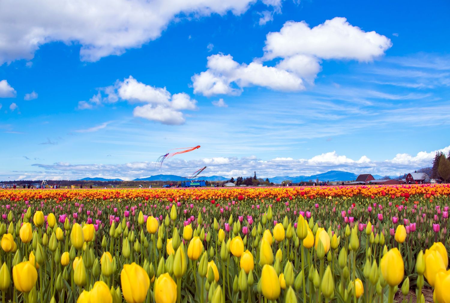 Tulip fields in Skagit County bring many tourists to see all the beautiful flowers, Tulip Town in Skagit County