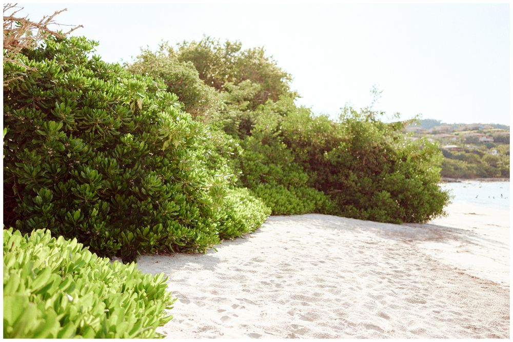 Sandy beach pathway leads through lush coastal vegetation to the ocean on a sunny day.
