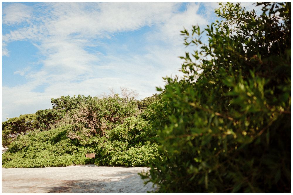 Lush green tropical plants and vegetation line a pristine white sandy beach against a bright blue sky.