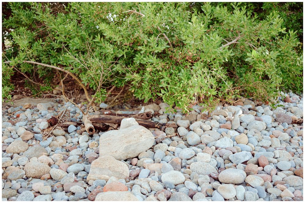 Rocky shoreline with smooth stones scattered across the beach beneath dense green coastal vegetation.