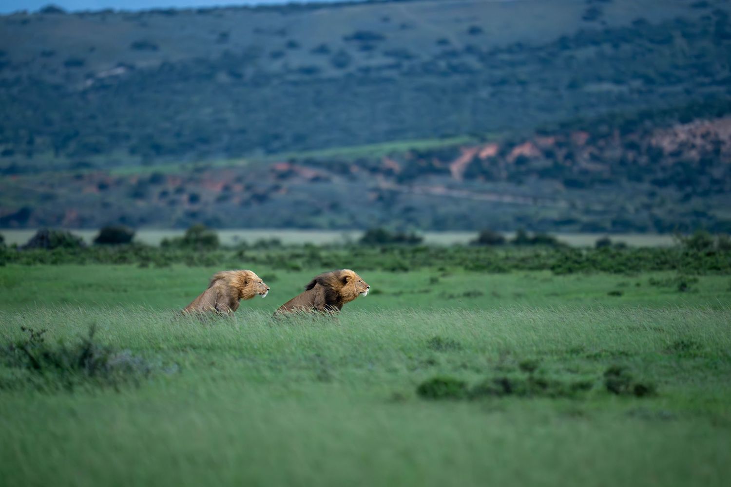 Wild deer graze peacefully across a vast green grassland with mountains visible in the distant background.