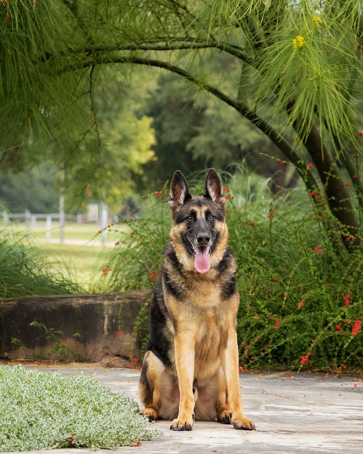 German Shepherd dog sitting on a concrete path surrounded by lush greenery in Austin, Texas.