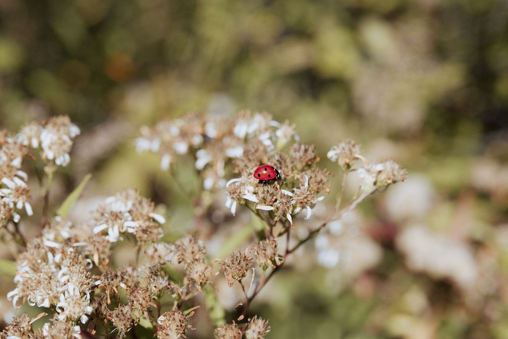 ladybug on a plant Cape Jourimain wedding elopement photography Port Elgin wedding photography Confederation Bridge wedding