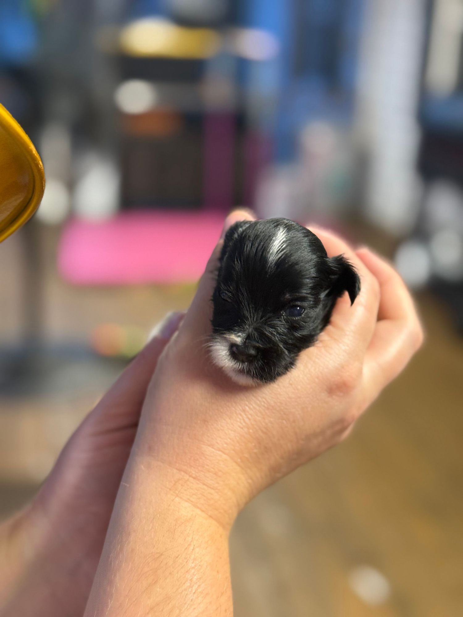 Mini Schnauzer puppies