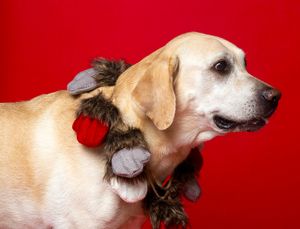 Timeless and luxurious Christmas photography for pets and their owners, created in Bradenton photo studio with festive atmosphere