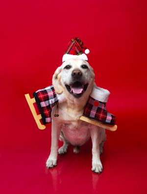Timeless and luxurious Christmas photography for pets and their owners, created in Bradenton photo studio with festive atmosphere