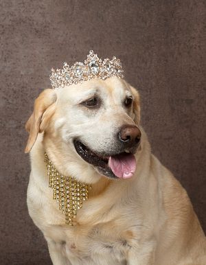 Timeless and luxurious Christmas photography for pets and their owners, created in Bradenton photo studio with festive atmosphere