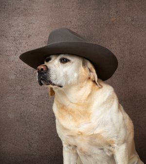 Timeless and luxurious Christmas photography for pets and their owners, created in Bradenton photo studio with festive atmosphere