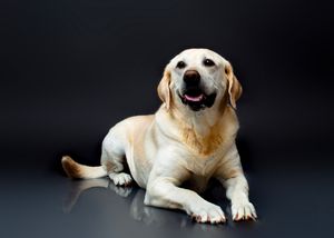 Timeless and luxurious Christmas photography for pets and their owners, created in Bradenton photo studio with festive atmosphere