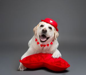 Elegant holiday photography in Bradenton studio creating timeless, luxurious portraits of pets and their loving owners with Christmas magic