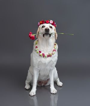 Timeless and luxurious Christmas photography for pets and their owners, created in Bradenton photo studio with festive atmosphere