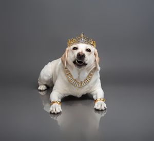 Timeless and luxurious Christmas photography for pets and their owners, created in Bradenton photo studio with festive atmosphere