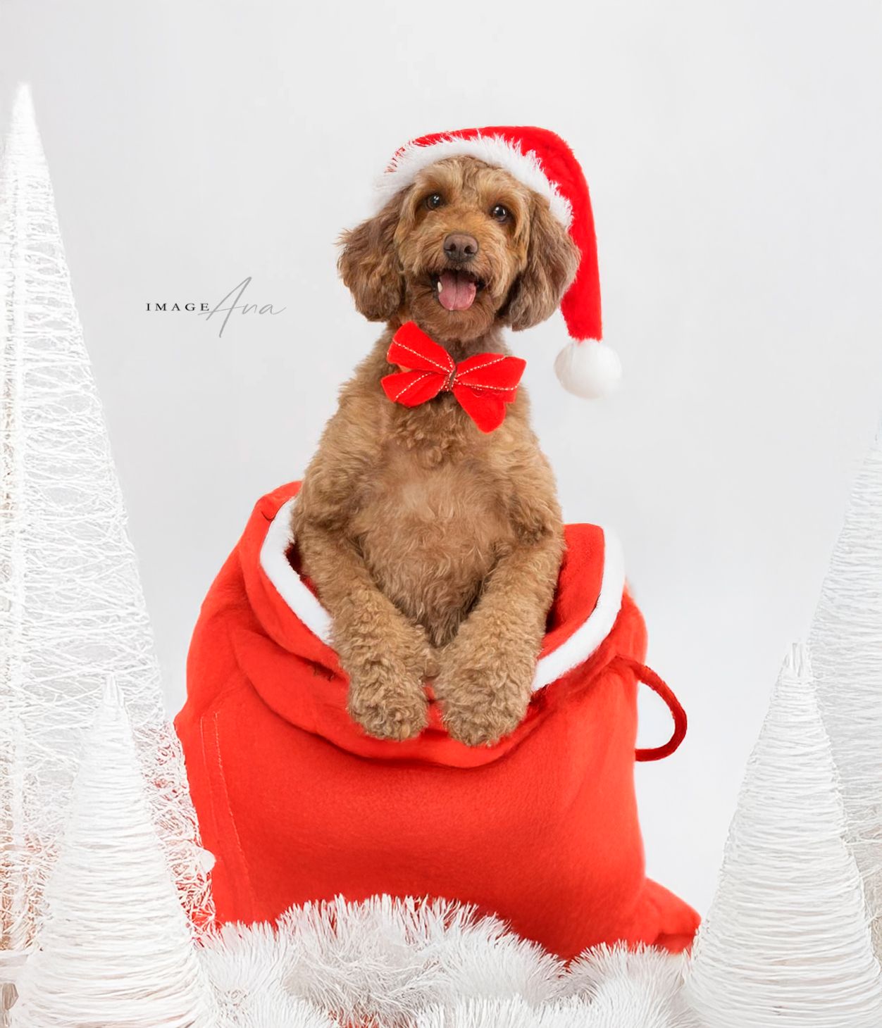 Christmas pet mini session with fluffy dog sitting inside Santa’s red bag, cozy and stylish holiday vibe