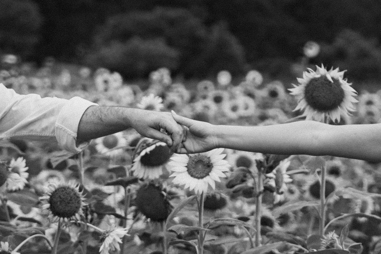 Two hands reach toward each other among blooming sunflowers in black and white.