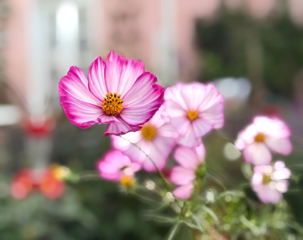 Pink cosmos flowers bloom with delicate petals against a soft blurred background.