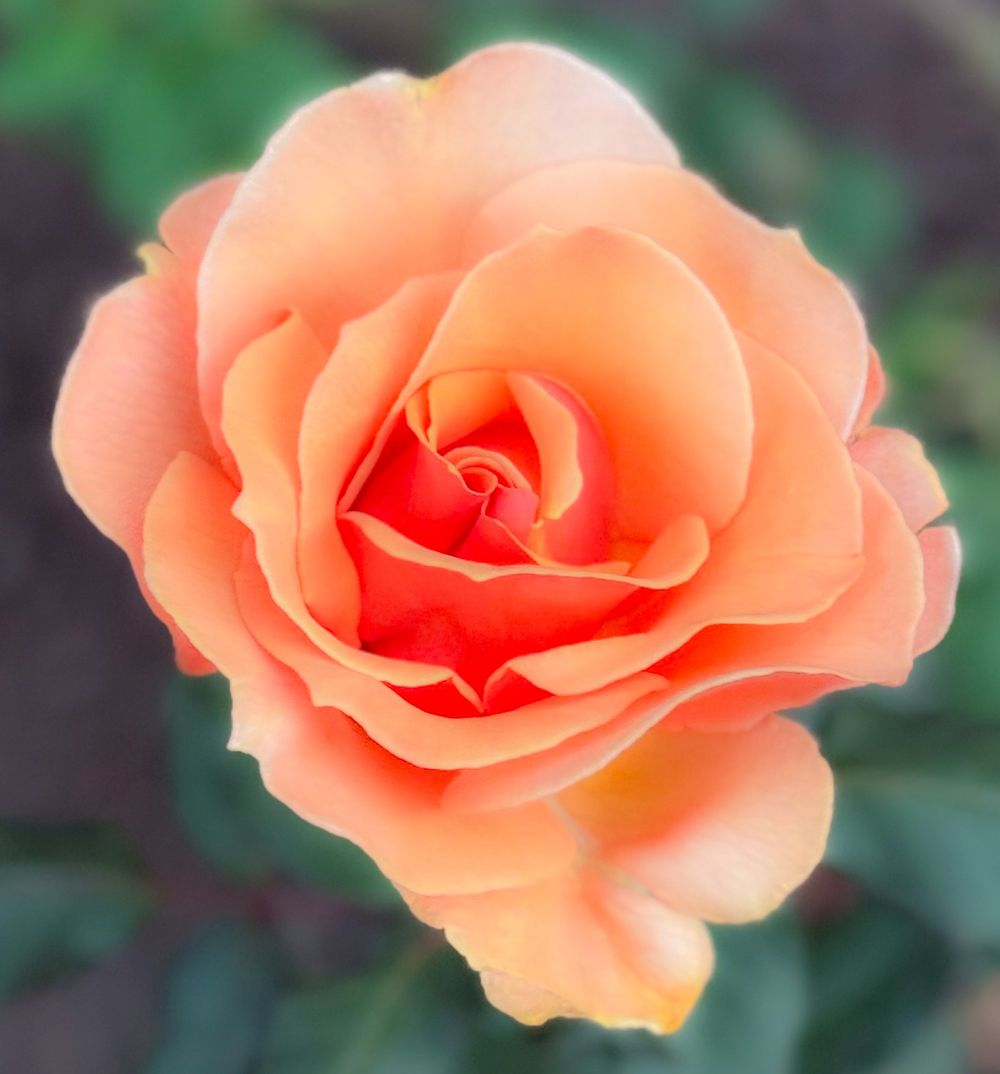 Close-up of a perfectly formed peach-colored rose with layered petals in soft focus.