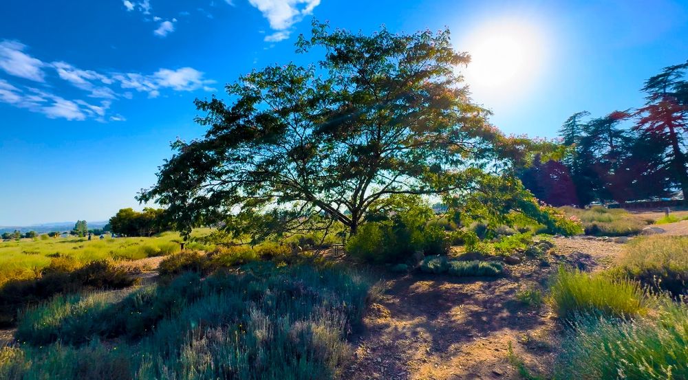 Panoramic view of rolling hills and trees under bright sunlight and blue summer sky.