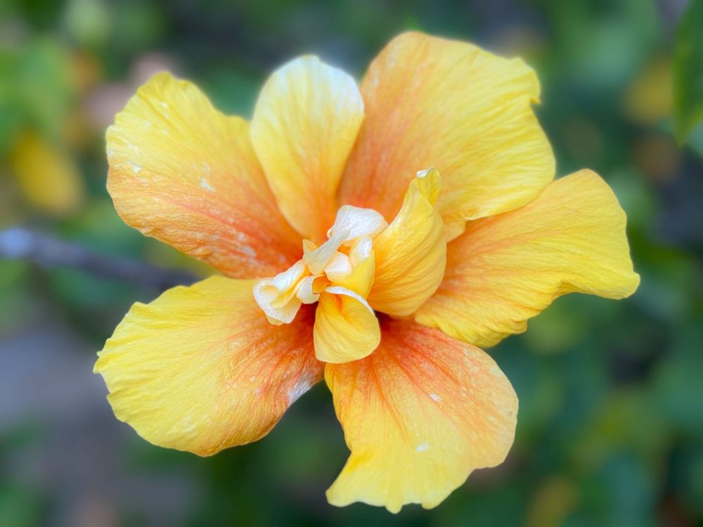 Vibrant yellow and orange hibiscus flower photographed in sharp detail.