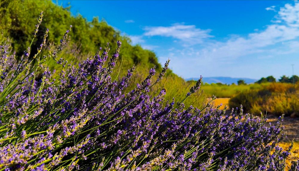 Rolling hillside covered in purple lavender flowers under bright blue sky.