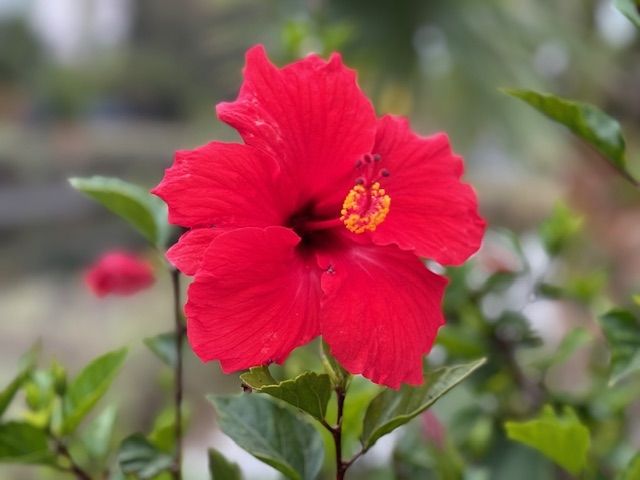 Bright red hibiscus flower with prominent stamen against green foliage.