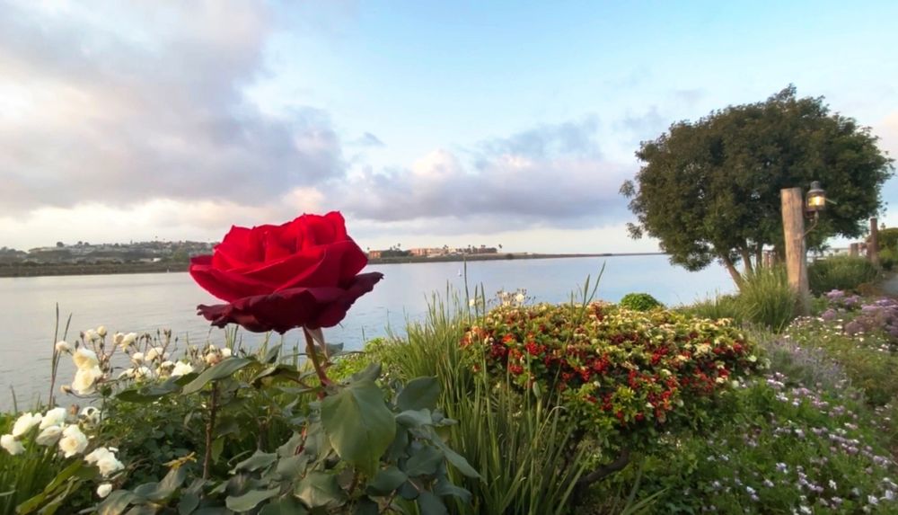 Red rose stands prominently in a waterfront garden with white flowers and water view.