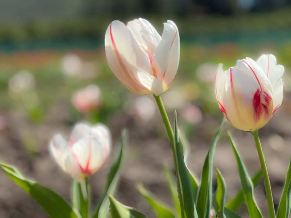 Pink and white tulips blooming in a spring garden.