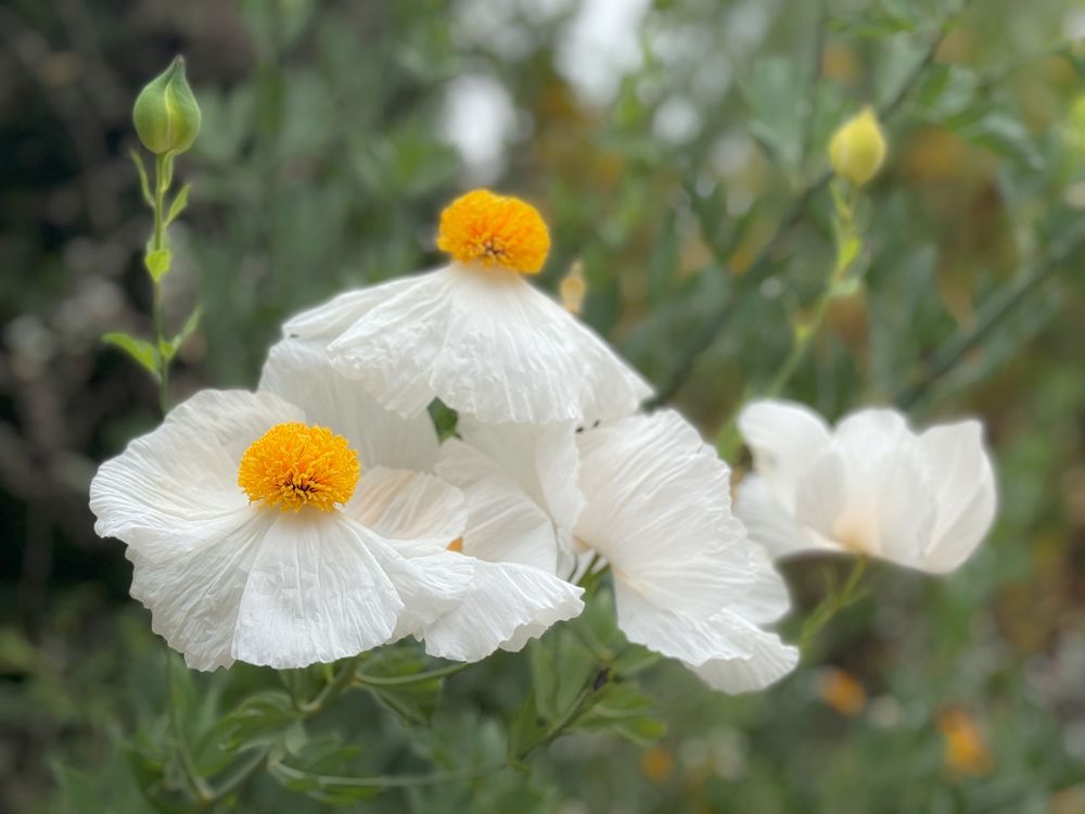 Cluster of white poppies with yellow centers blooming in a garden setting.