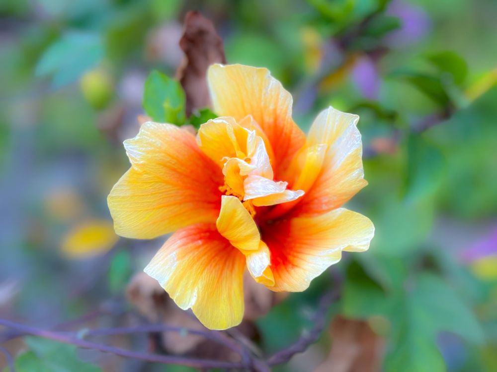 Vibrant orange and yellow hibiscus flower blooming with ruffled petals against a soft blurred green background.