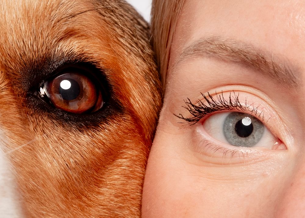 Close up of five brown and hazel colored eyes with long eyelashes arranged in a horizontal row.