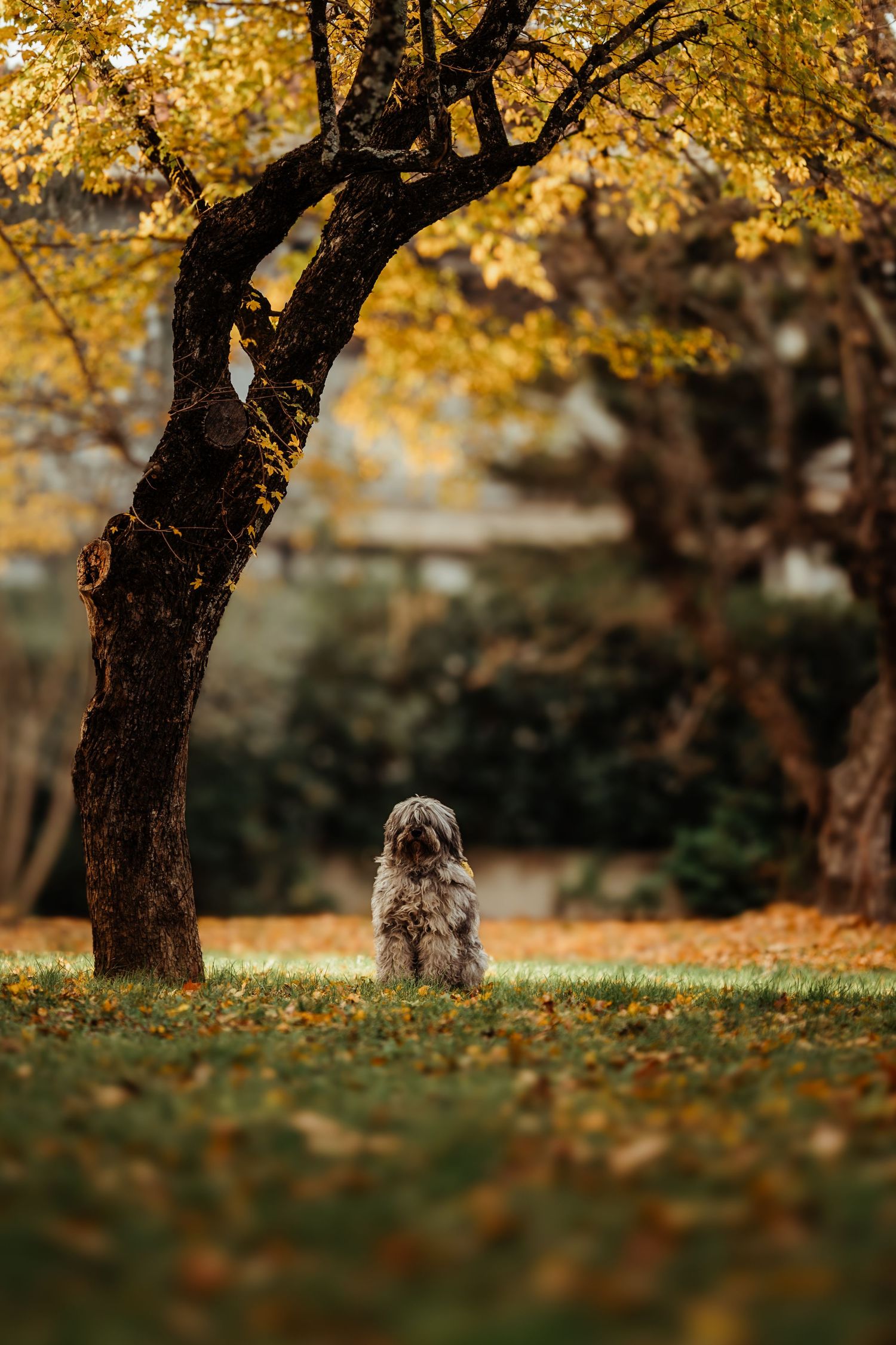 foto; fotografia; cane; fotografo; fotografo Firenze; Firenze; dog; dog photographer; photo; fotografo di cani; fotografo cani; cane;