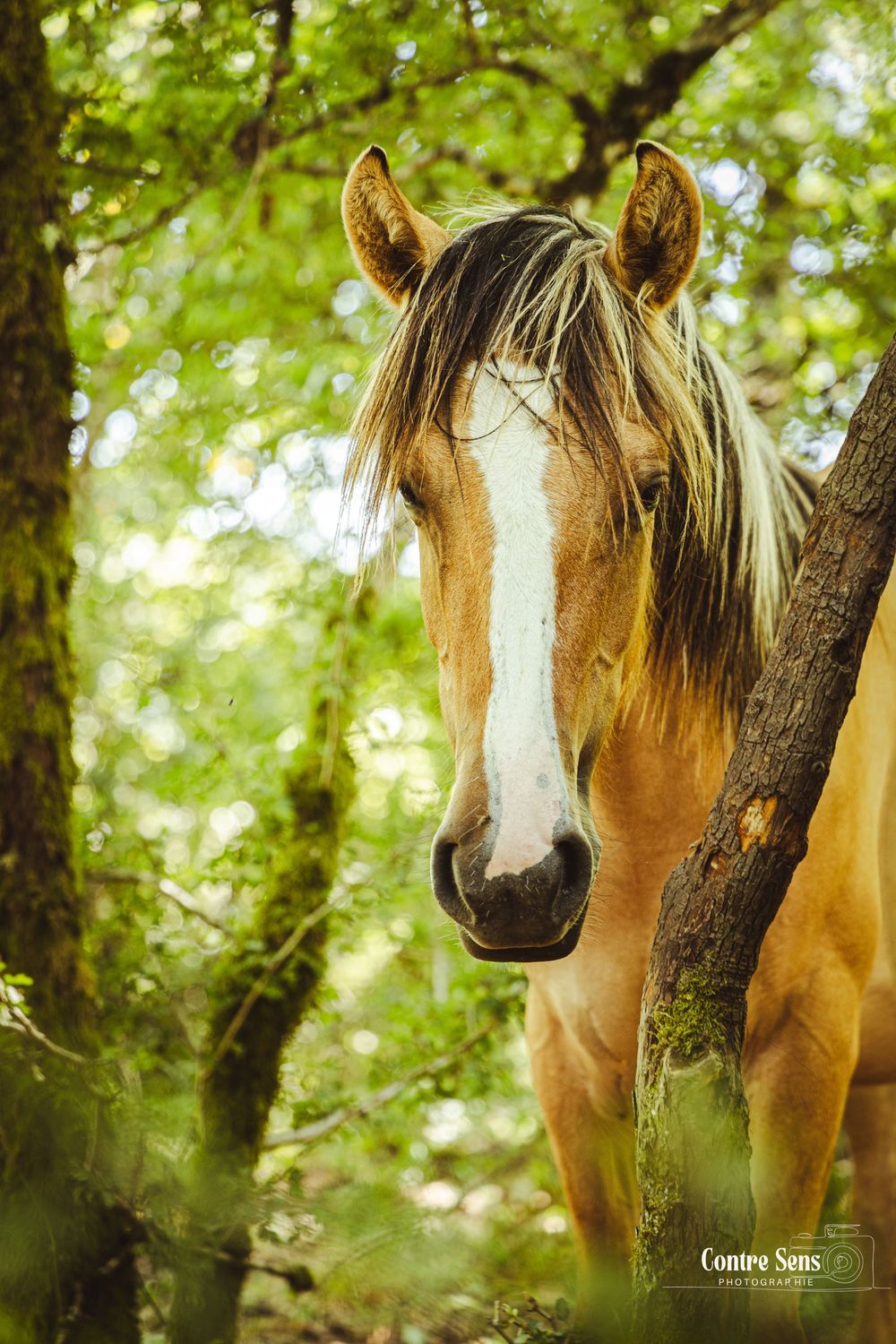 elevage cheval
