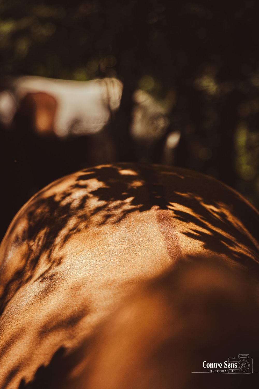 elevage cheval