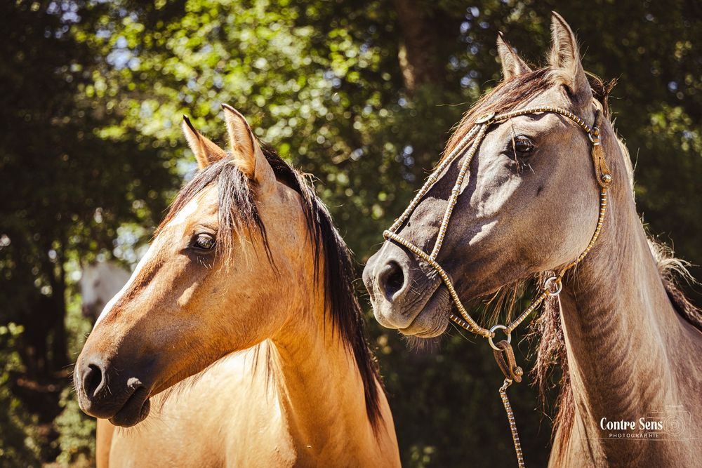 elevage cheval
