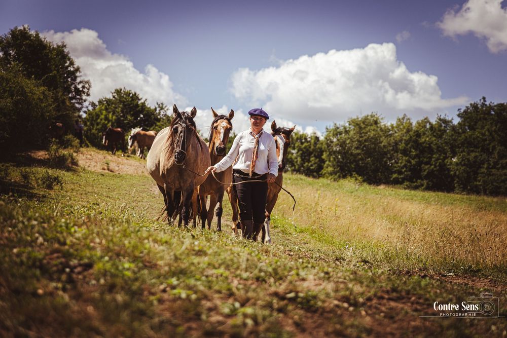 elevage cheval