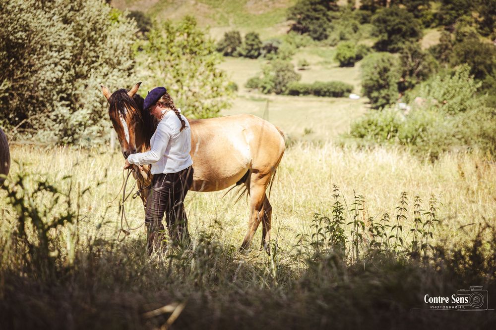 elevage cheval