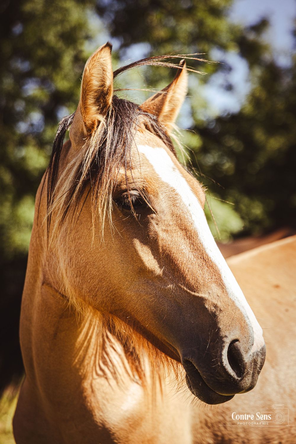 elevage cheval