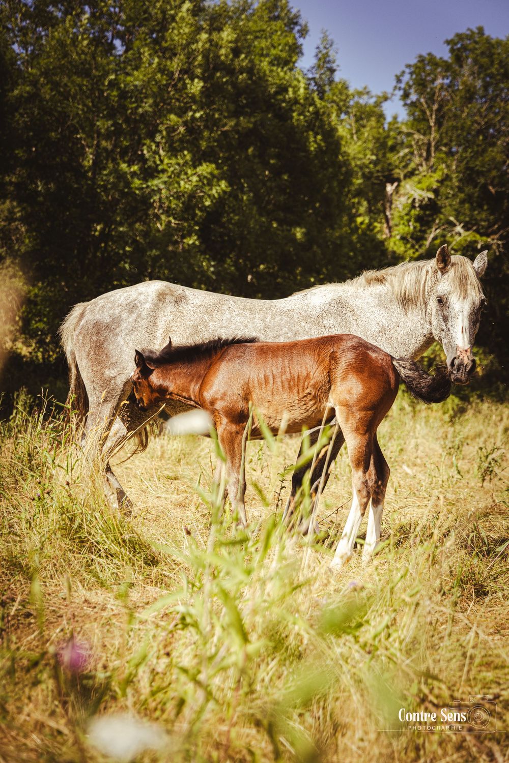 elevage cheval