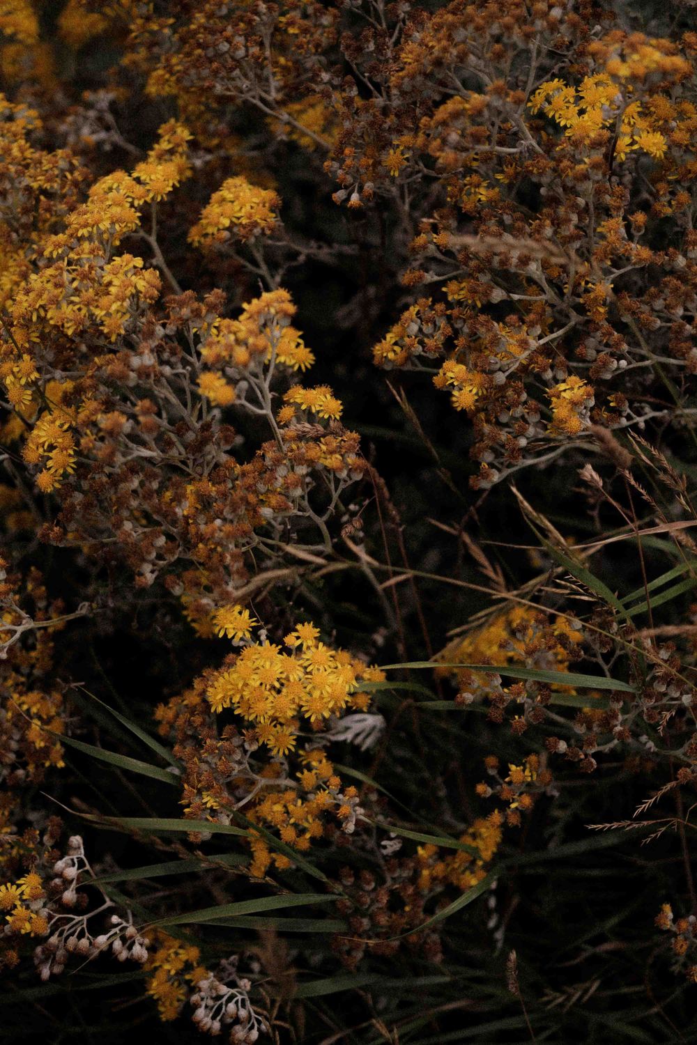 Yellow wildflowers bloom against dark branches in a moody autumn nature scene.